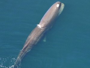 Sperm whale