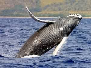 Humpback whale - is this Eric's whale?