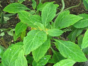 Salvia Divinorum