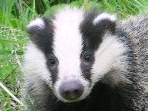 Badger cub