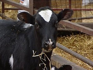 Young cows like this could be factory farmed.