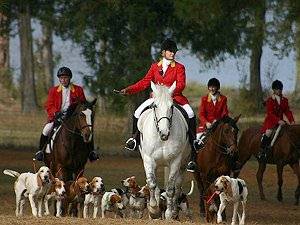 Fox hunting with hounds