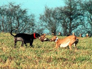 Dogs tearing at an animal.