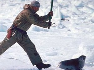 Canadian Seal Hunt