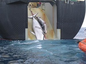 Japanese whaling